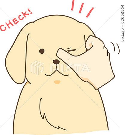 ゴールデンレトリバーの子犬(目をチェック) ゴールデンレトリバーの子犬(目をチェック) 62663954