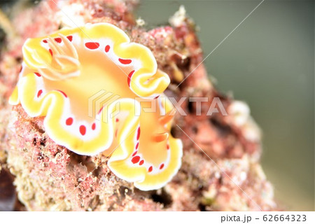アカテンイロウミウシ アカテンイロウミウシ 62664323