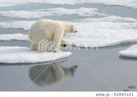 Wild polar bear on pack ice in Arctic Wild polar bear on pack ice in Arctic 62665101