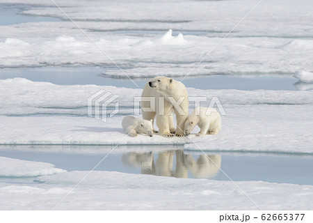 Wild polar bear (Ursus maritimus) mother and cub 62665377