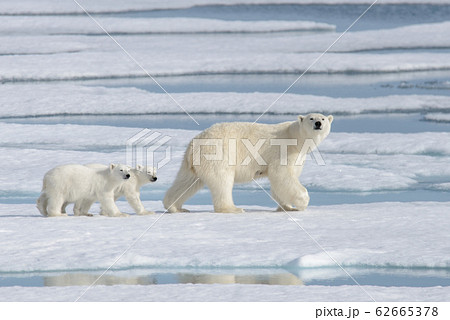 Wild polar bear (Ursus maritimus) mother and cub Wild polar bear (Ursus maritimus) mother and cub 62665378