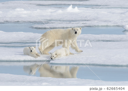 Wild polar bear (Ursus maritimus) mother and cub 62665404