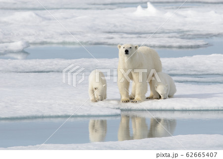 Wild polar bear (Ursus maritimus) mother and cub 62665407