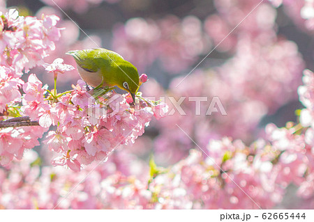 ふんわりとしたピンク色の河津桜とめじろ 62665444