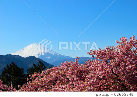 《神奈川県松田町》 まつだ桜まつり 河津桜 62665549
