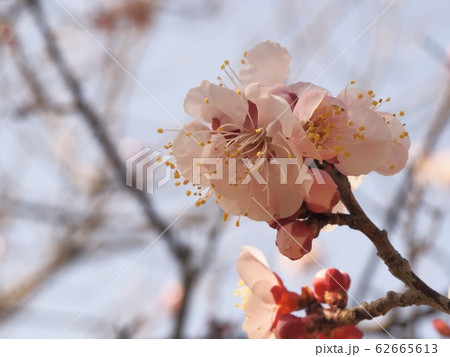 ピンク色の梅の花 梅の花 紅冬至 梅 62665613