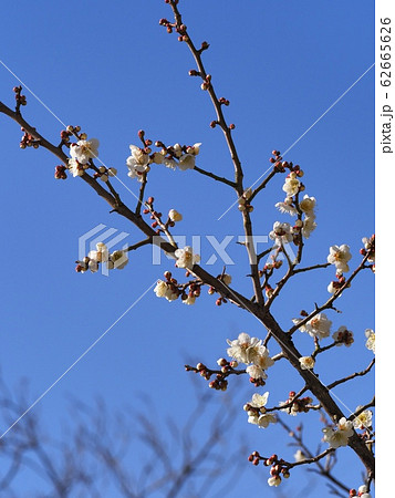 梅の花 白梅 梅の花 白梅 62665626