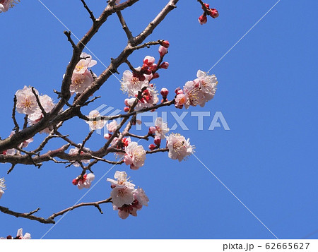 ピンク色の梅の花 梅の花 紅冬至 梅の写真素材