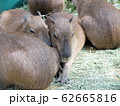 カピバラ 62665816
