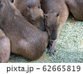 カピバラ 62665819