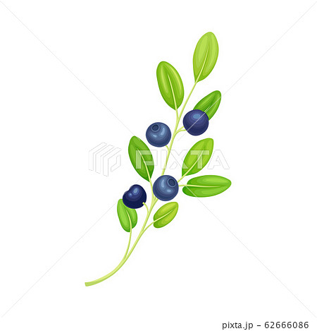 Blueberry Twig with Green Leaves Isolated on White Background Vector Illustration 62666086