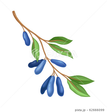 Honeysuckle Twig with Green Leaves Isolated on White Background Vector Illustration 62666099
