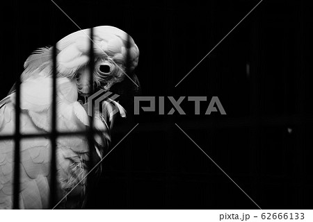 コンゴウインコ 62666133