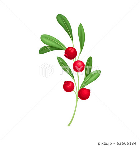 Cranberry Twig with Green Leaves Isolated on White Background Vector Illustration Cranberry Twig with Green Leaves Isolated on White Background Vector Illustration 62666134