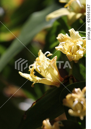 キバナノツキヌキホトトギス 62666187