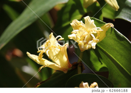 キバナノツキヌキホトトギス 62666188