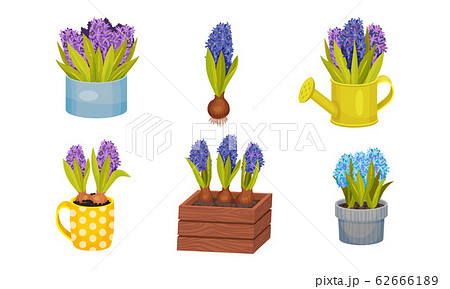 Hyacinth Flower Bunch in Blue Color Growing in Flowerpot and Wooden Crate Hyacinth Flower Bunch in Blue Color Growing in Flowerpot and Wooden Crate 62666189