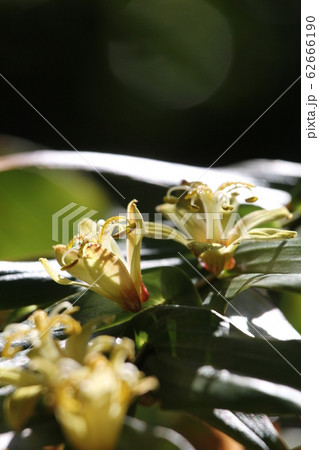 キバナノツキヌキホトトギス 62666190