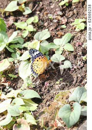 ツマグロヒョウモン（雌） 62666238