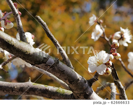 梅の花　白梅 62666633