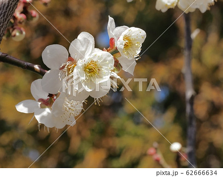 梅の花　白梅 62666634