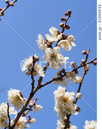 梅の花 白梅 梅の花 白梅 62666638