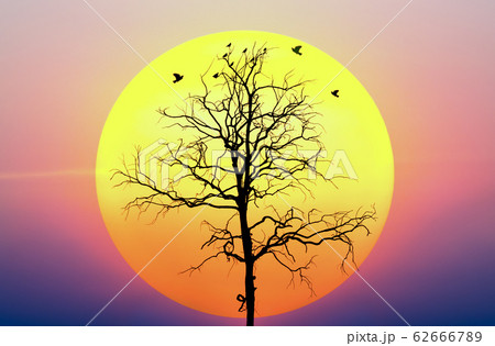 silhouette  sunset tree silhouette  sunset tree 62666789