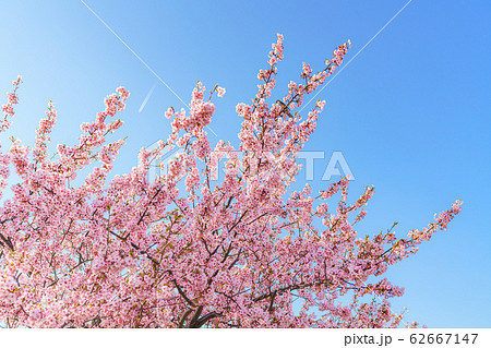 日本の春 千葉県市川南 江戸川沿いの河津桜 62667147