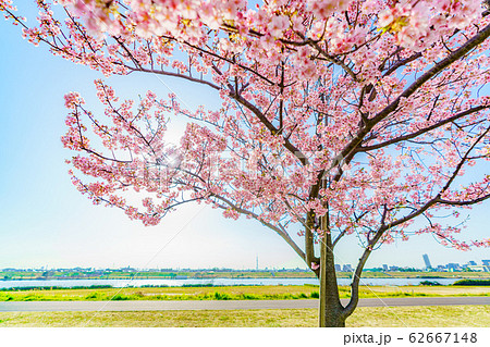 日本の春 千葉県市川南 江戸川沿いの河津桜 62667148