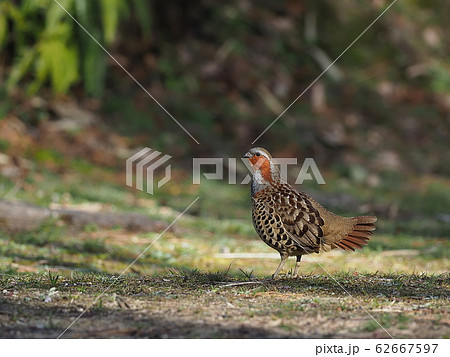 コジュケイ 62667597