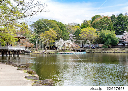浮見堂の桜 奈良公園 62667663