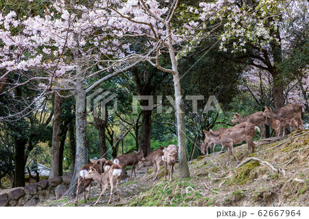 浅茅ヶ原の鹿と桜 奈良公園 浅茅ヶ原の鹿と桜 奈良公園 62667964