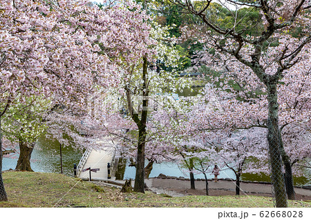 鷺池の桜 奈良公園 橋 鷺池の桜 奈良公園 橋 62668028
