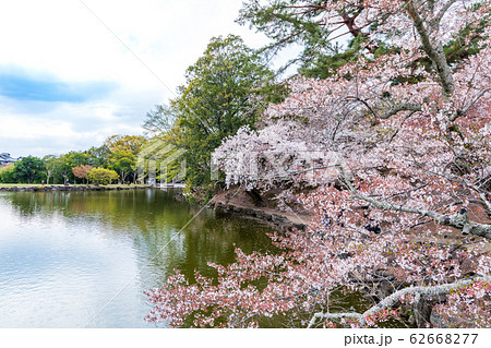鷺池の桜 奈良公園 橋 鷺池の桜 奈良公園 橋 62668277