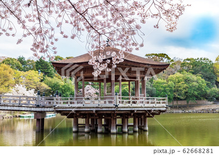 浮見堂の桜 奈良公園 浮見堂の桜 奈良公園 62668281