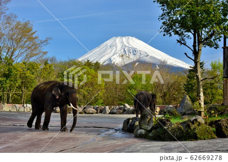 サファリパーク・象と富士山・アジアゾウ（３） 62669278