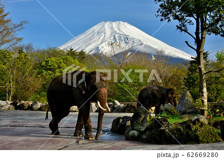 サファリパーク・象と富士山・アジアゾウ(5) サファリパーク・象と富士山・アジアゾウ(5) 62669280