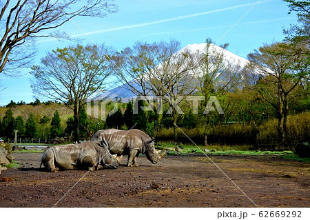 サファリパーク・サイと富士山・シロサイ(2) サファリパーク・サイと富士山・シロサイ(2) 62669292