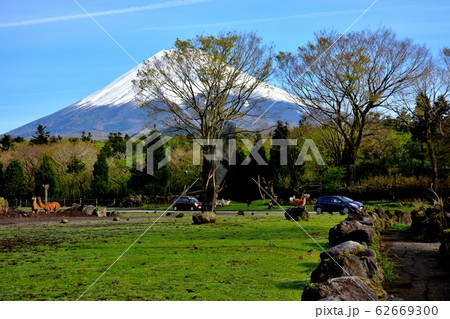 サファリパーク・ラマと富士山（２） 62669300
