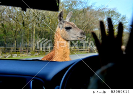 サファリパーク・車を覗き込む好奇心旺盛なラマ（２） 62669312