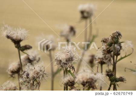 刈り取られた田んぼのタムラソウ 62670749