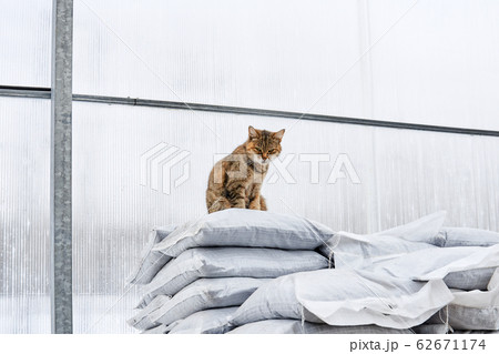 farm cat protects the greenhouse from rodents farm cat protects the greenhouse from rodents 62671174