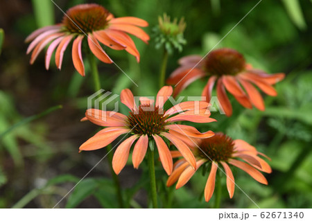 木陰に咲くバレンギク 62671340