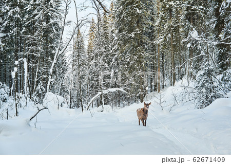 deer cub on the trail in the winter forest 62671409