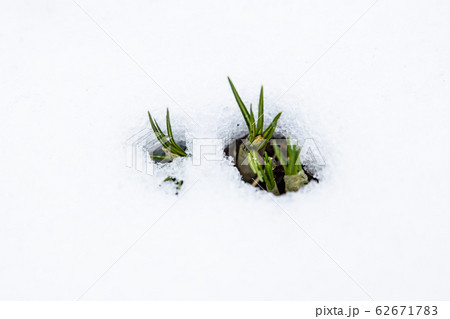 雪の中から目覚めるクロッカスの芽の写真素材