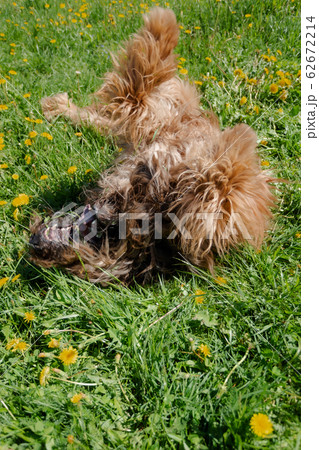 A red shepherd dog, briard is playing on the spring meadow. A red shepherd dog, briard is playing on the spring meadow. 62672214
