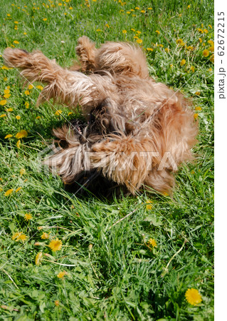 A red shepherd dog, briard is playing on the spring meadow. 62672215
