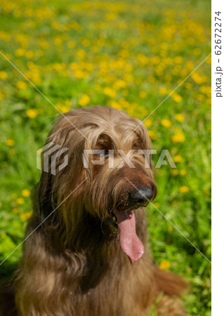A red shepherd dog, briard is playing on the spring meadow. A red shepherd dog, briard is playing on the spring meadow. 62672274