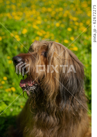 A red shepherd dog, briard is playing on the spring meadow. A red shepherd dog, briard is playing on the spring meadow. 62672275