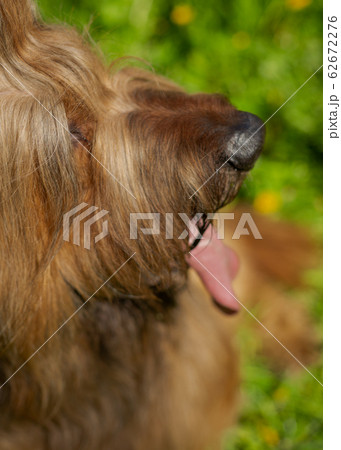 A red shepherd dog, briard is playing on the spring meadow. A red shepherd dog, briard is playing on the spring meadow. 62672276